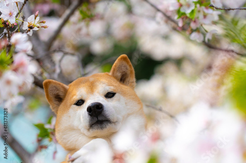 満開の桜と柴犬
