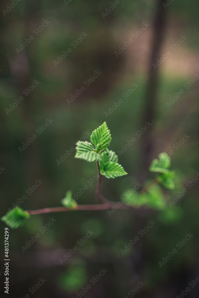 green leaves of a tree green leaves of a tree