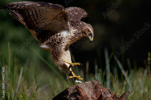 Common Buzzard (Buteo buteo) sarching for food in the forest of Noord Brabant in the Netherlands.  Green forest background photo