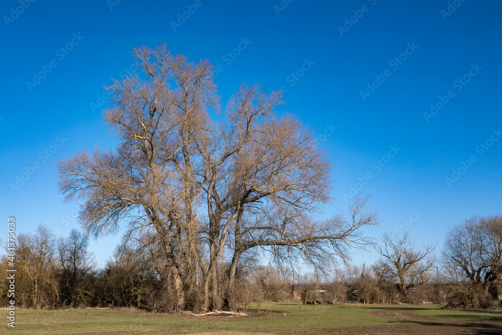 View of an old solitary tree in a meadow in spring View of an old solitary tree in a meadow in spring