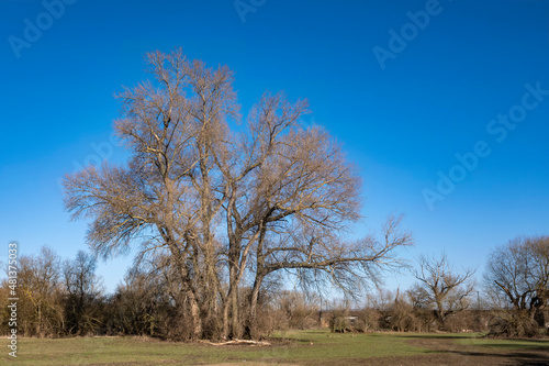 View of an old solitary tree in a meadow in spring 