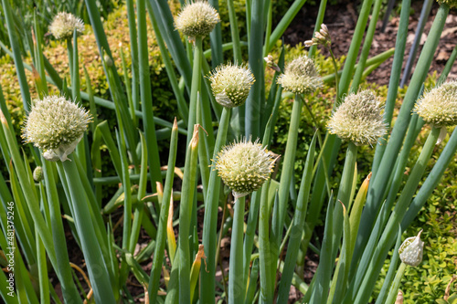 Welsh or Spring Onions - Allium fistulosum Flower photo