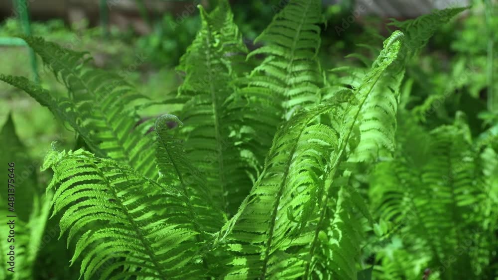 greenery fresh leaves of fern dryopteris pteridium aquilinum under sunlight beams in sunny weather springtime summer day. swaying fern leaf fresh green plants greenery fresh leaves of fern dryopteris pteridium aquilinum under sunlight beams in sunny weather springtime summer day. swaying fern leaf fresh green plants