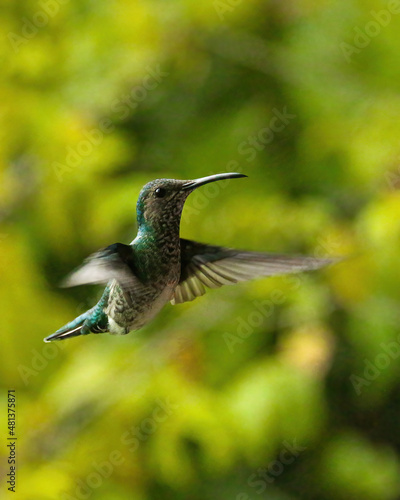 hummingbird in flight in Colombia