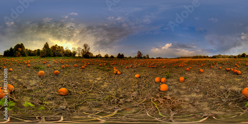 Field of Pumpkins