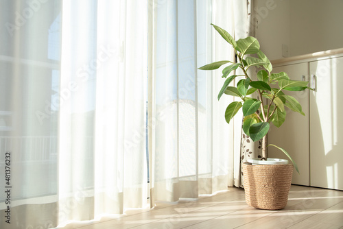 リビングの窓際に置いてある観葉植物