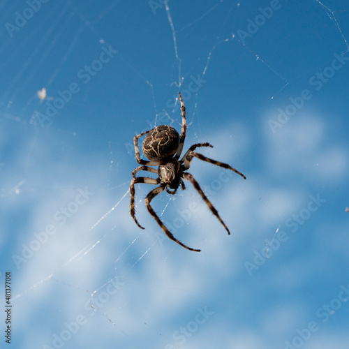Fotografia araignée en gros plan