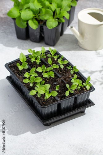 Seedling sprouts of aster flowers in plastic pots on gray background. Gardening concept, springtime.