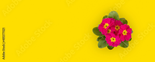 Top view of the red primula flower on a yellow summer background.