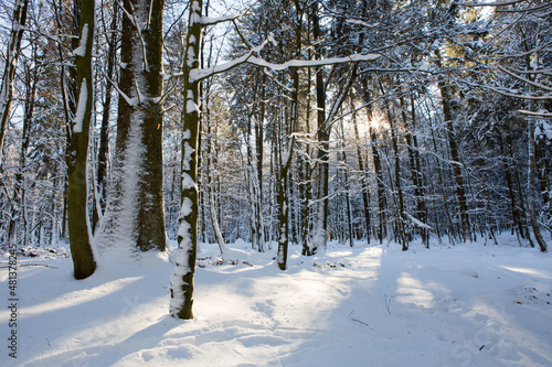 Sun light in the winter forest with white fresh snow and pine trees.