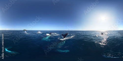 Whales New Caledonia