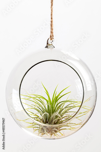 Green Tilandsia ionantha Airplant suspended in glass terrarium on white background