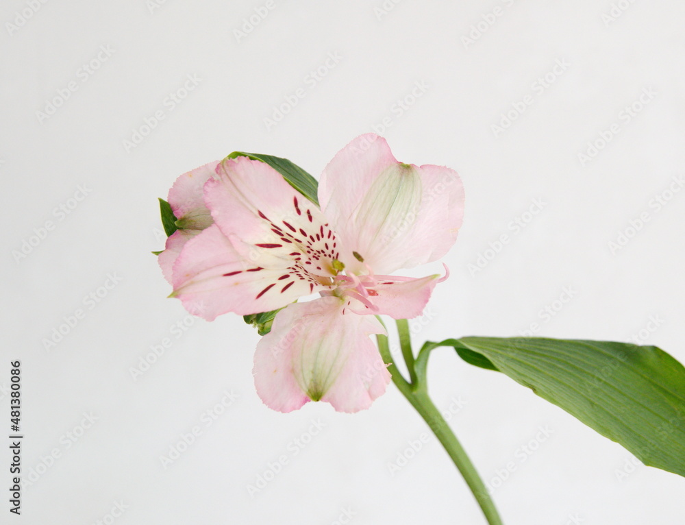 Peruvian lily, lily of the Incas, Alstroemeria with light pink flowers, on grey background