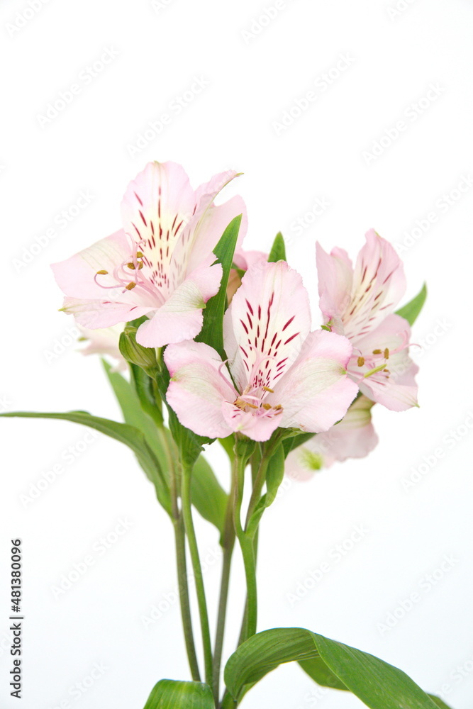Peruvian lily, lily of the Incas, Alstroemeria with light pink flowers, on white background