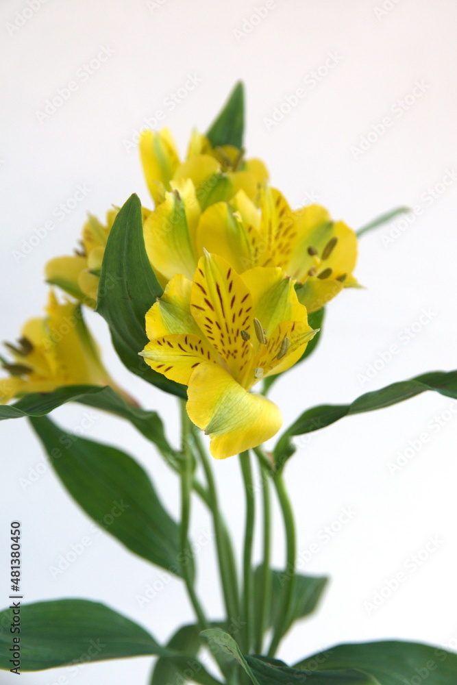 Fototapeta premium Yellow Alstroemeria, commonly called the Peruvian lily or lily of the Incas, genus of flowering plants in the family Alstroemeriaceae, yellow flowers, on white background