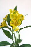 Yellow Alstroemeria, commonly called the Peruvian lily or lily of the Incas, genus of flowering plants in the family Alstroemeriaceae, yellow flowers, on white background