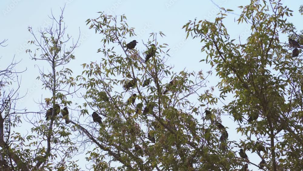 Ornithology concept. Flock of rooks in evening time. Migration of migratory birds. Footage for animal documentary. Ornithology concept. Flock of rooks in evening time. Migration of migratory birds. Footage for animal documentary.
