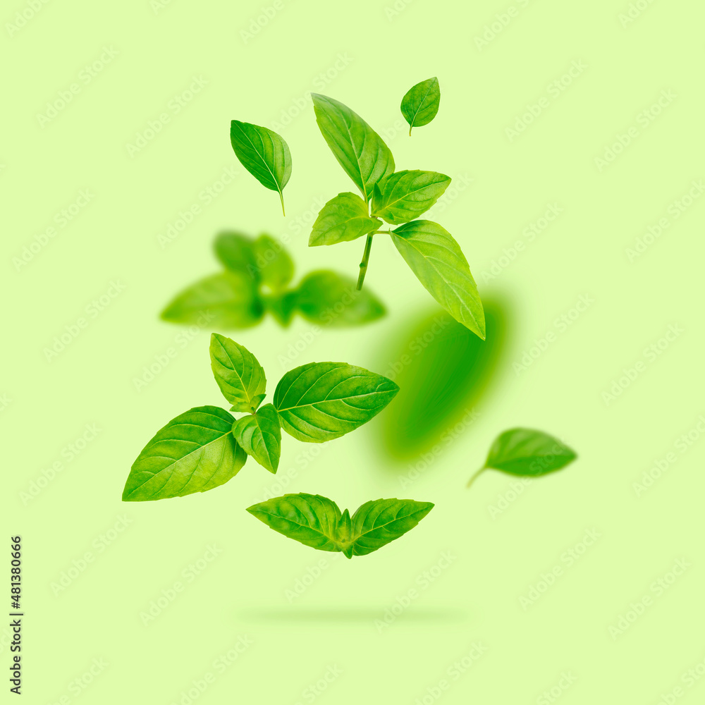 Fototapeta premium Flying fresh green basil leaves isolated on green background. Spice for cooking, plant, herb, ingredient for dish. Creative food concept. Elements for design, Clipping paths. Product levitation