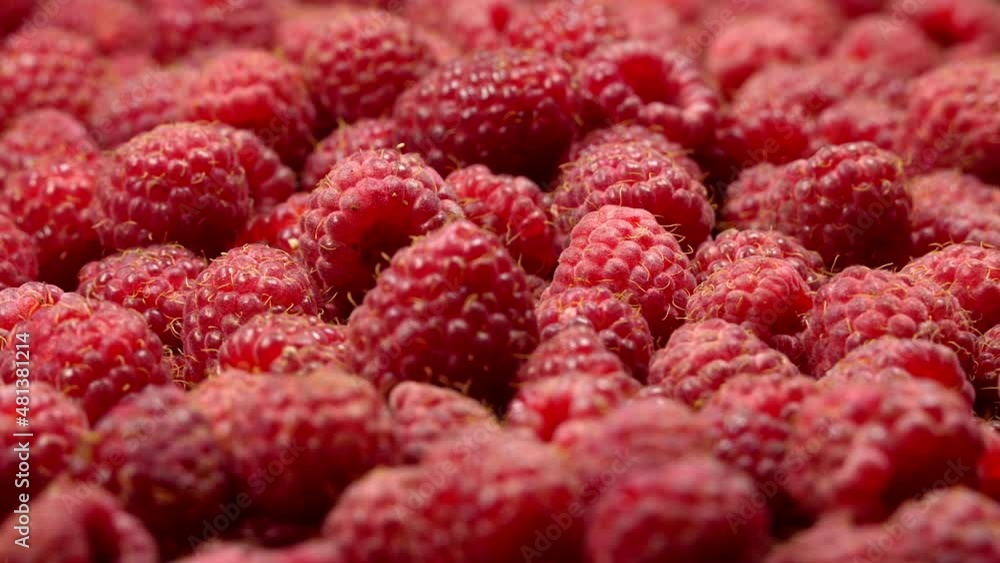 Fresh raspberries rotation background, close up. Loop motion Fresh raspberries rotation background, close up. Loop motion