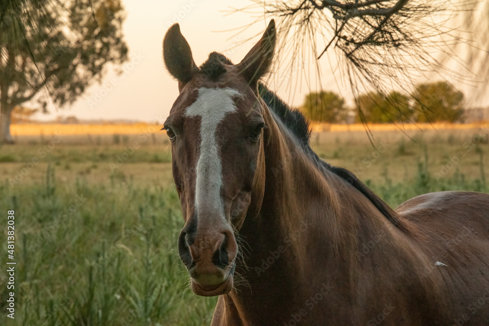 Fototapeta premium Caballo junto al alambrado en medio del campo