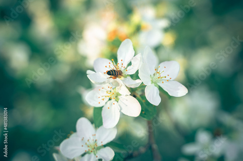 Fényképezés A blooming branch of an apple tree is pollinated by a bee.
