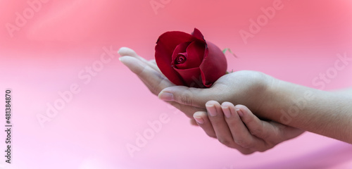 hands of the girl with rose flower on pink background. valentine's day concept. love day