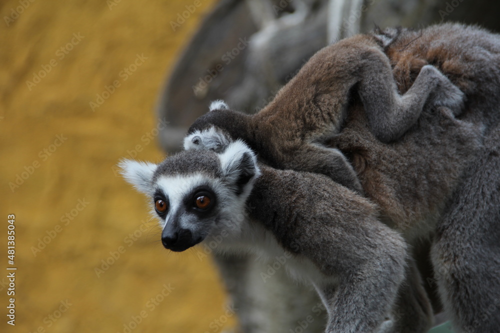 Fototapeta premium lemur with a baby