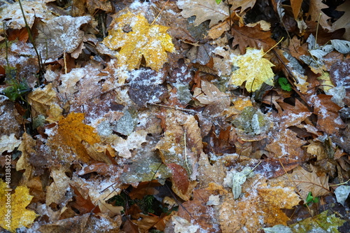 Herbstlaub mit erstem Eis bedeckt