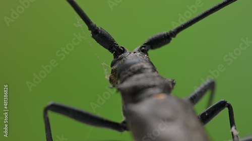 Barbel beetle close-up in the wild