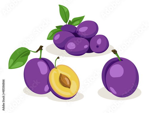 Fresh plum with leaf in cartoon style. Vector whole and parts sweet plum isolated on a white background.