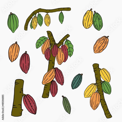 cacao fruit doodle drawing on white background.