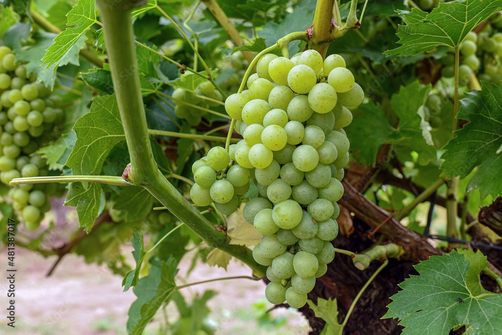 White grapes at autumn time White grapes at autumn time