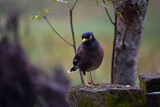 A beautiful myna bird sit on a rock and enjoy the rain  