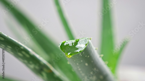Liquid viscous juice flows out from cut green aloe leaf growing in pot for cosmetics development in laboratory on grey background closeup. photo