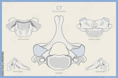 Anatomy of the 7th Cervical Vertebra. Vertebra Prominens C7. Anterior, Posterior, Lateral and Top View. Illustration for Education