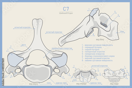 Anatomy of the 7th Cervical Vertebra on Russian. Vertebra Prominens C7. Anterior, Posterior, Lateral and Top View. Illustration for Education or Study