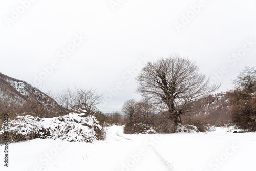 Mountain forest covered with snow
