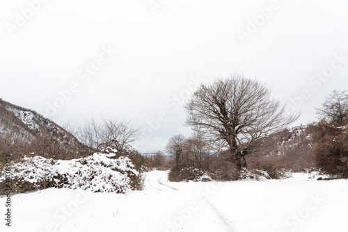 Mountain forest covered with snow photo