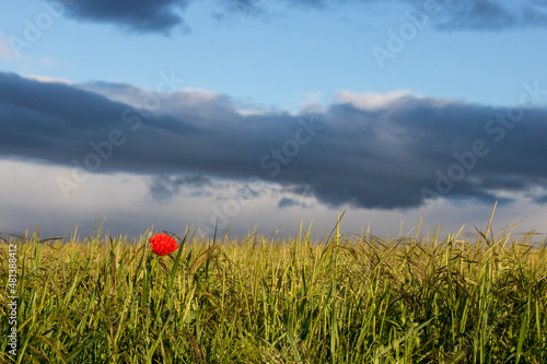 coquelicot émergeant d'une prairie au printemps