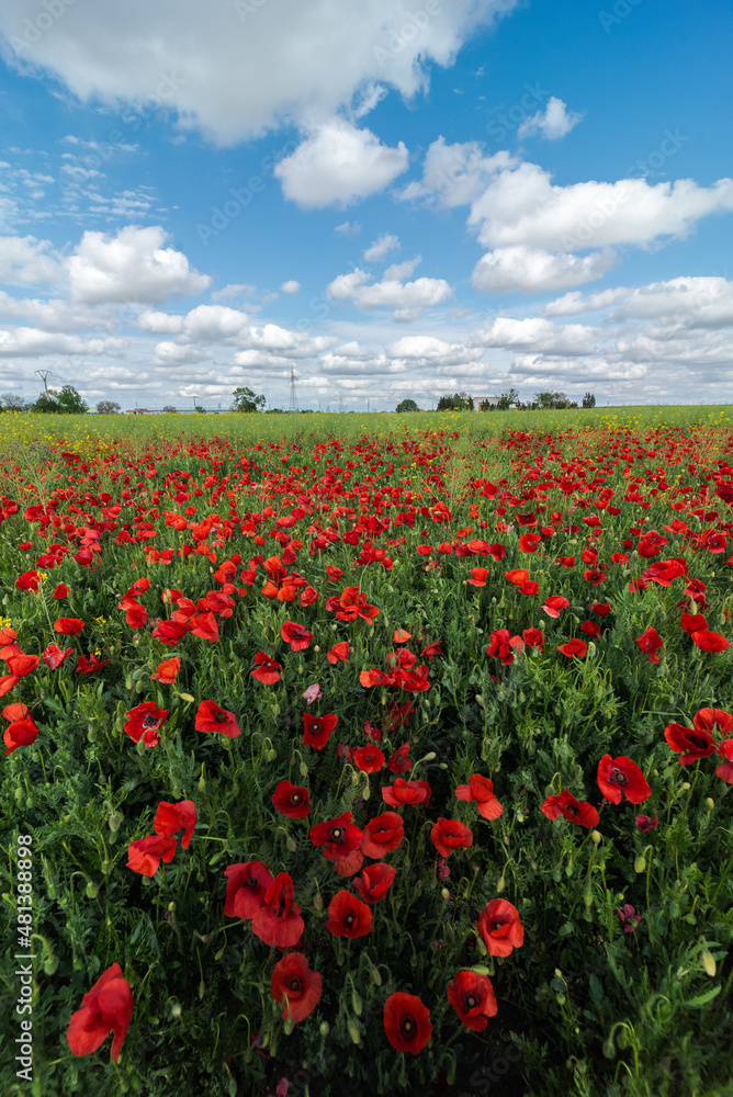 Blooming red poppies on green field in sunny day Blooming red poppies on green field in sunny day