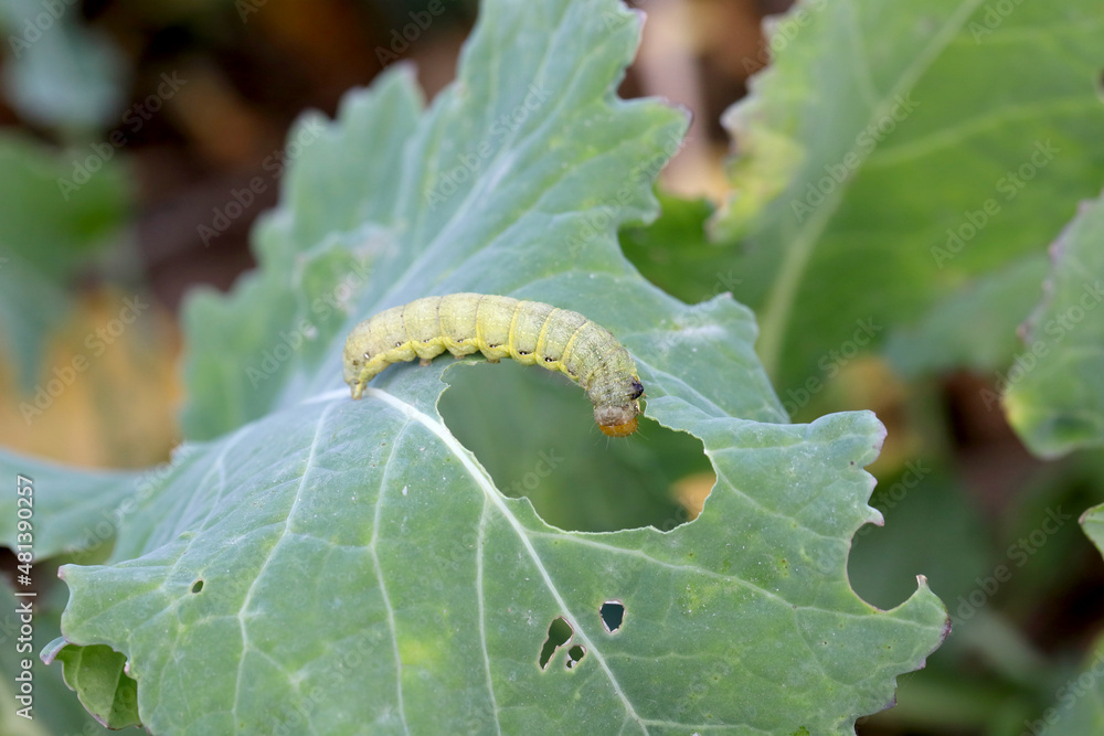 Fototapeta premium Caterpillar moth of the family Noctuidae - owlet moths, ermyworm on winter oilseed rape leaf. It is a dangerous pest.