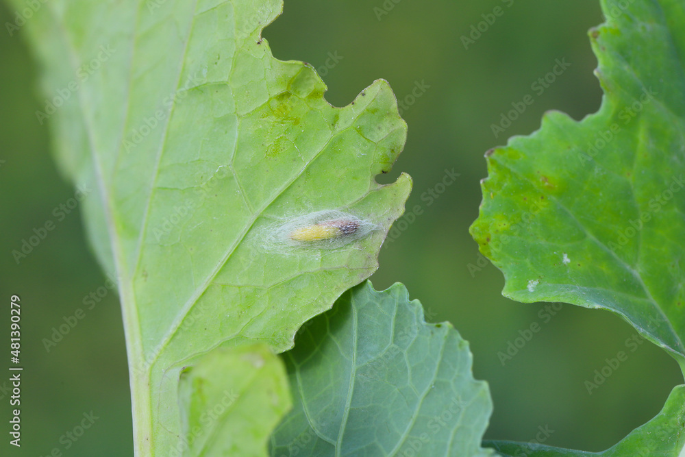 Pupa of Diamond-back moth (Plutella xylostella) on Rapeseed. Migratory insect in the family Plutellidae, known as a pest of vegetable crops mustards, the crucifers, the cabbage family. Pupa of Diamond-back moth (Plutella xylostella) on Rapeseed. Migratory insect in the family Plutellidae, known as a pest of vegetable crops mustards, the crucifers, the cabbage family.