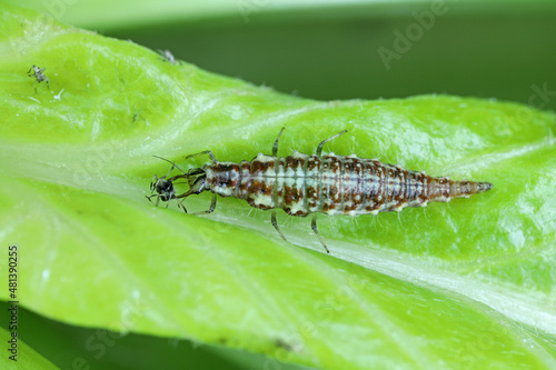 Chrysopidae lacewing larva on a green leaf eating an aphid.