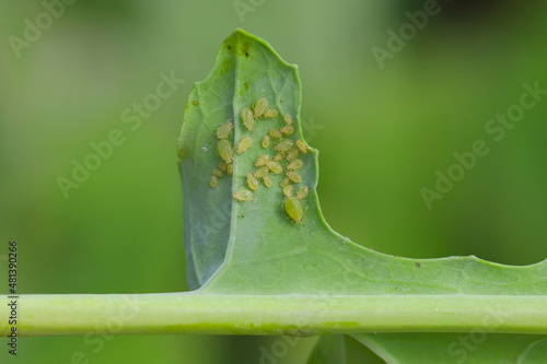 Myzus persicae, known as the green peach aphid or the peach-potato aphid, is a small green aphid pest of peach, beet and potato crops. It is a vector of viruses causing plant diseases. photo