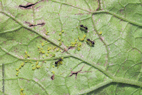 Aphids and ants under the leaf of Eggplant also called aubergine or brinjal (Solanum melongena).