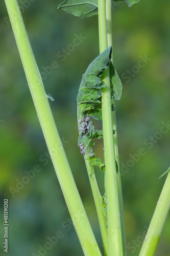 Brevicoryne brassicae  commonly known as the cabbage aphid or cabbage aphis or mealy cabbage aphid on rapeseed leaf.