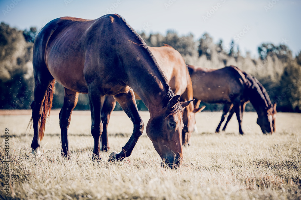 Obraz premium Horses grazing in the field. Rural landscape.