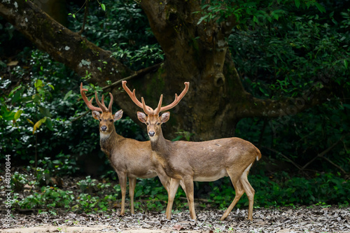 Eld s deer standing on a grassland in a Thai forest.