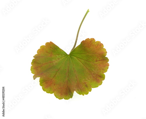 Leaf of Geranium Zonal, Pelargonium hortorum, ornamental and medicinal plant, on white background photo