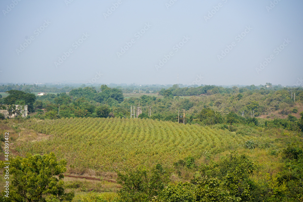 Farm in india